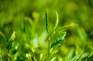 Tea Extract—Tea Polyphenols