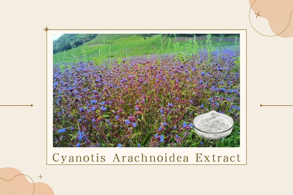 Cyanotis Arachnoidea Extract