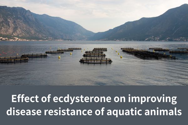 Effect of ecdysterone on improving disease resistance of aquatic animals