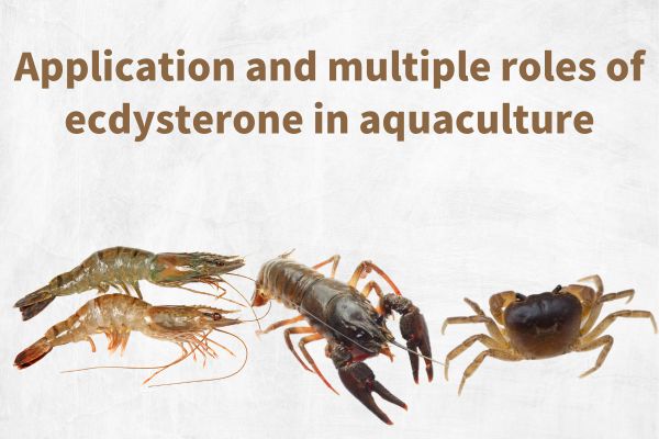 Function and application of ecdysterone in aquaculture