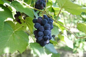 Proantocianidine di semi d'uva01