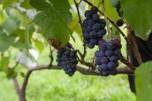 Naha anjeun terang khasiat ekstrak siki anggur?