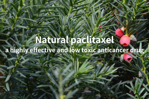 Natural paclitaxel，a highly effective and low toxic anticancer drug