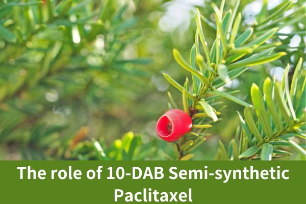 The role of semi-synthetic paclitaxel